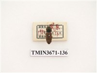 藏品(叩頭蟲(2))的圖片